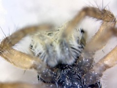 Menemerus semilimbatus