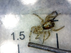 Menemerus semilimbatus