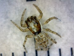 Menemerus semilimbatus