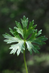Ranunculus serpens polyanthemophyllus