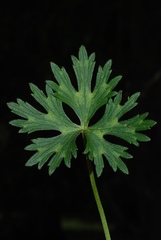 Ranunculus serpens polyanthemophyllus