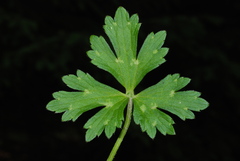 Ranunculus serpens polyanthemophyllus