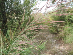 Arundo plinii