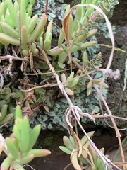 Delosperma crassuloides