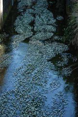 Ranunculus pseudofluitans