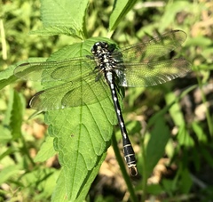 Nihonogomphus ruptus
