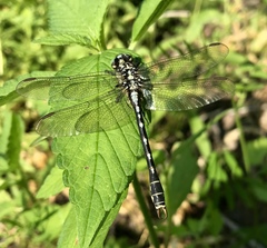 Nihonogomphus ruptus