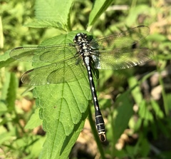 Nihonogomphus ruptus