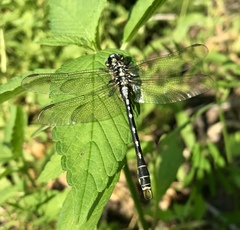 Nihonogomphus ruptus