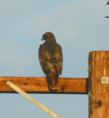 Buteo jamaicensis