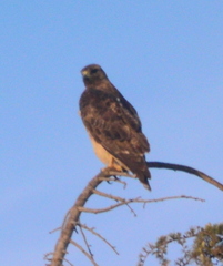 Buteo jamaicensis