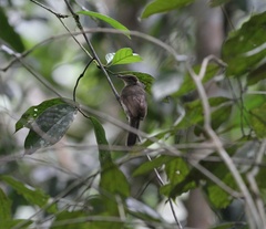 Pycnonotus