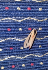 Creatonotos gangis-interrupta agg