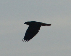 Buteo jamaicensis