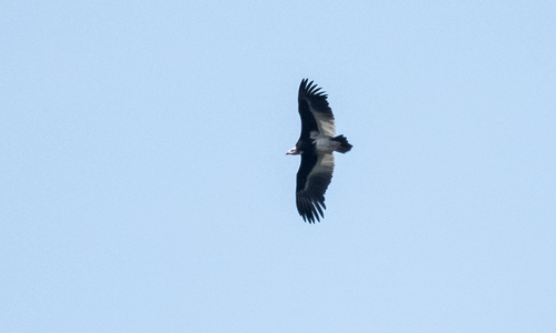 White-headed Vulture