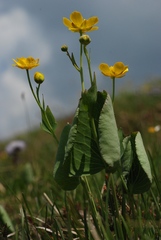 Ranunculus thora