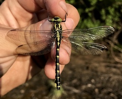 Shaogomphus schmidti