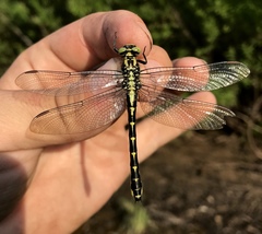 Shaogomphus schmidti