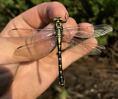 Shaogomphus schmidti