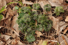 Ranunculus tuberosus