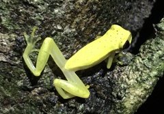 Dendropsophus rhodopeplus