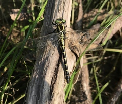 Shaogomphus schmidti