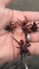 Myrmekiaphila