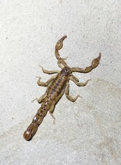 Superstitionia donensis