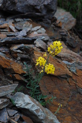 Coincya monensis cheiranthos