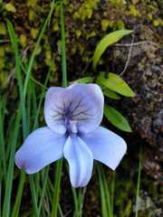 Disa longicornu