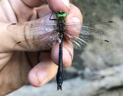 Cordulia aenea amurensis