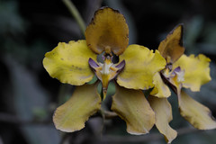 Cyrtochilum macranthum