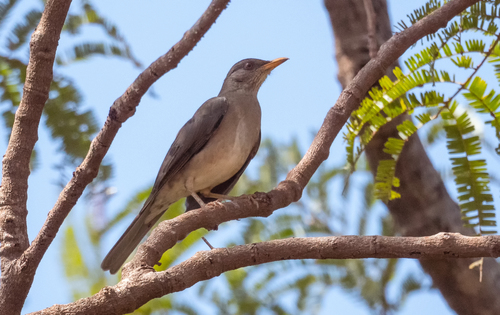 African Thrush