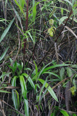 Phragmipedium longifolium