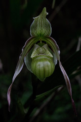 Phragmipedium pearcei