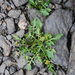 Northern Yellow-Cress - Photo (c) Giovanni Perico, some rights reserved (CC BY-NC), uploaded by Giovanni Perico