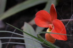 Phragmipedium besseae