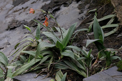 Phragmipedium besseae