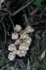 Lycomormium ecuadorense