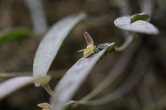 Pleurothallis acestrophylla