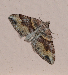 Xanthorhoe defensaria