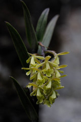 Epidendrum jaramilloi