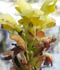 Disa sabulosa