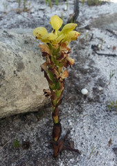 Disa sabulosa