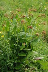 Rumex arifolius