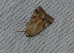Heliothis scutuligera