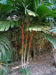 Areca vestiaria