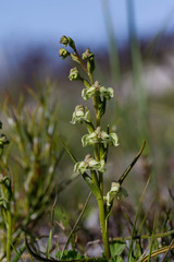 Disperis circumflexa