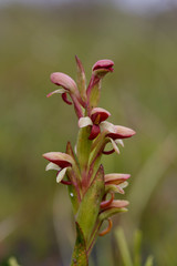 Disa rufescens