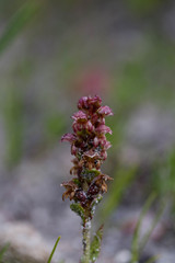 Satyrium bracteatum